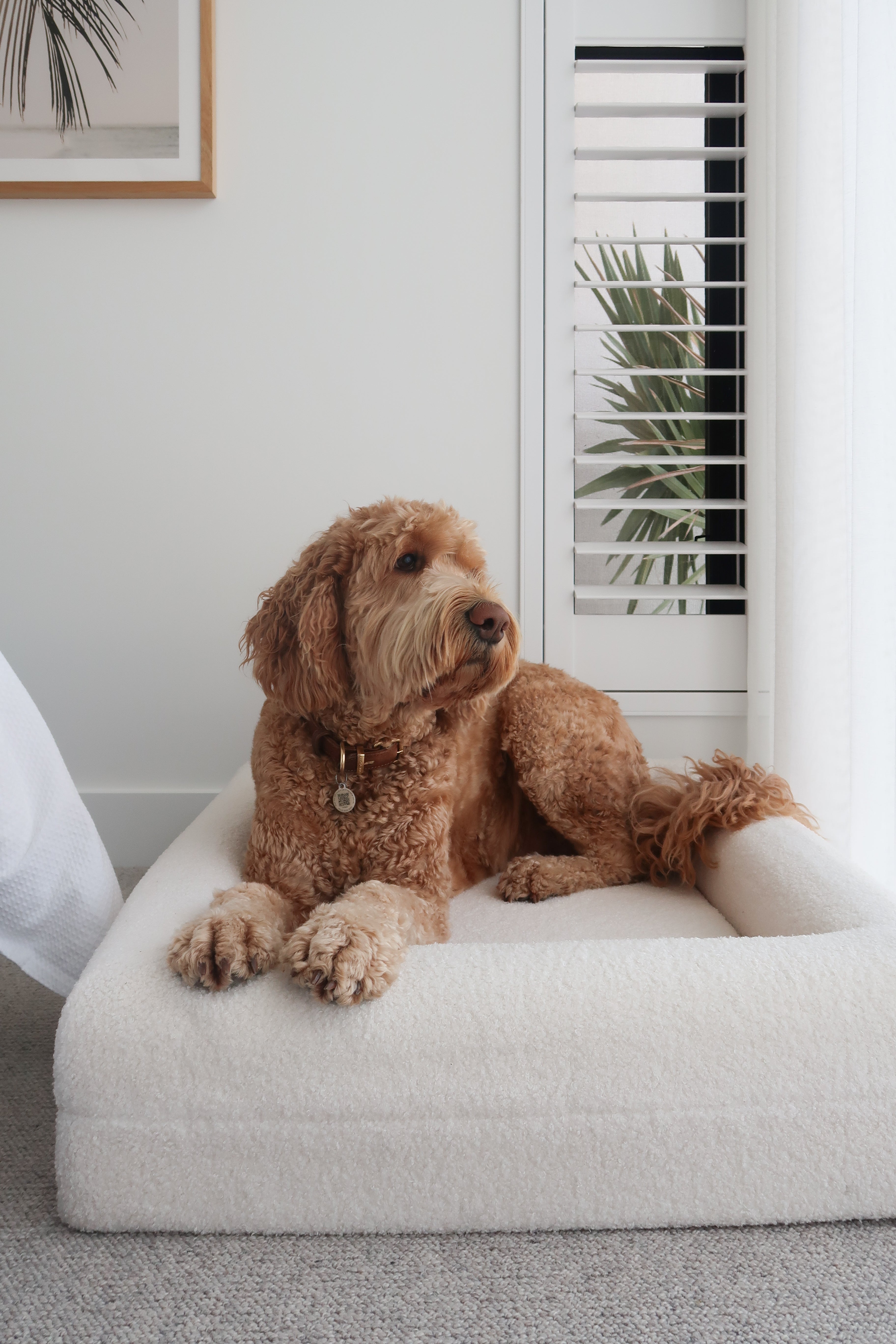 Classic Rectangular Dog Bed