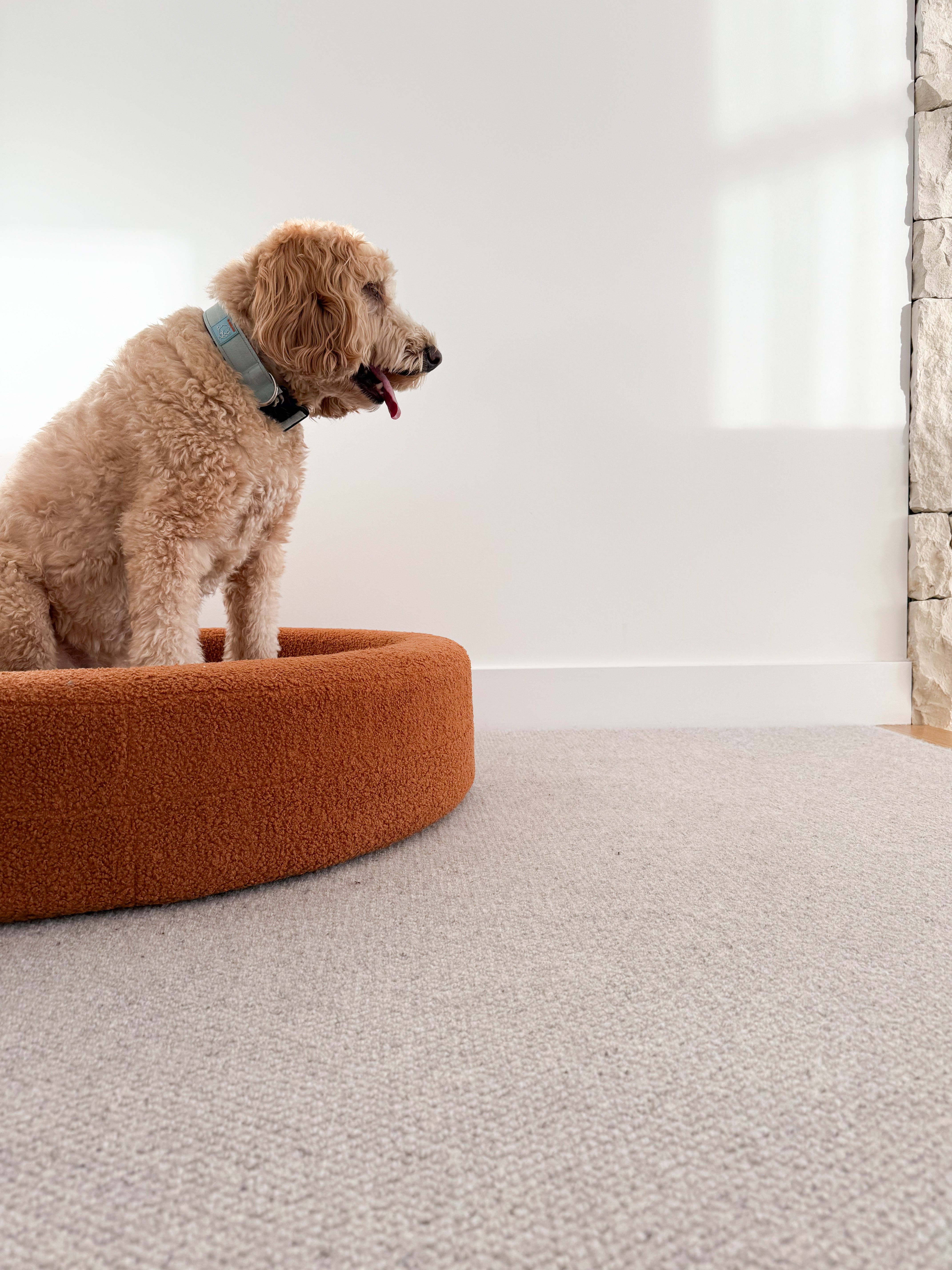 Curl - Round Dog Bed