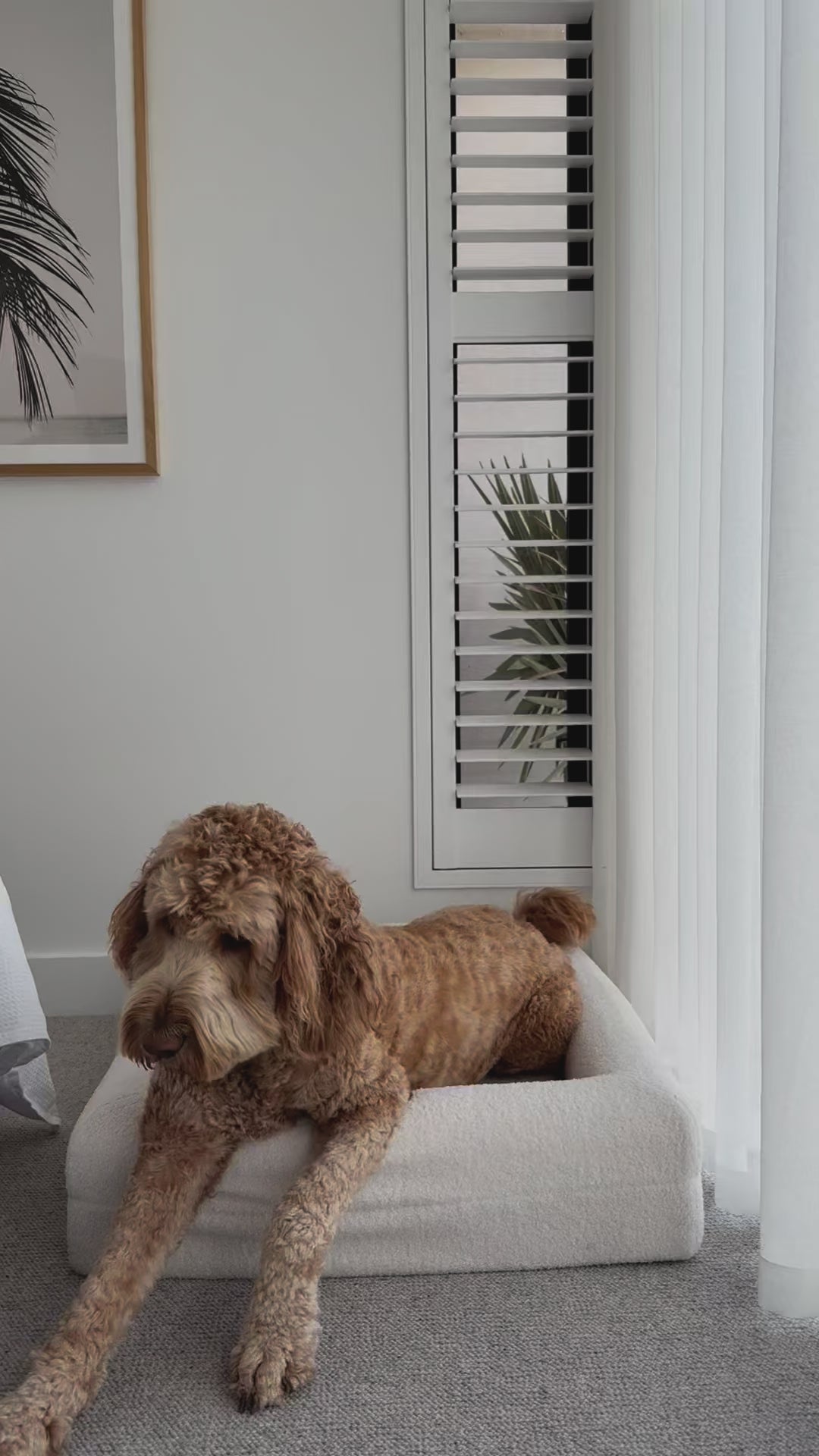 Classic Rectangular Dog Bed