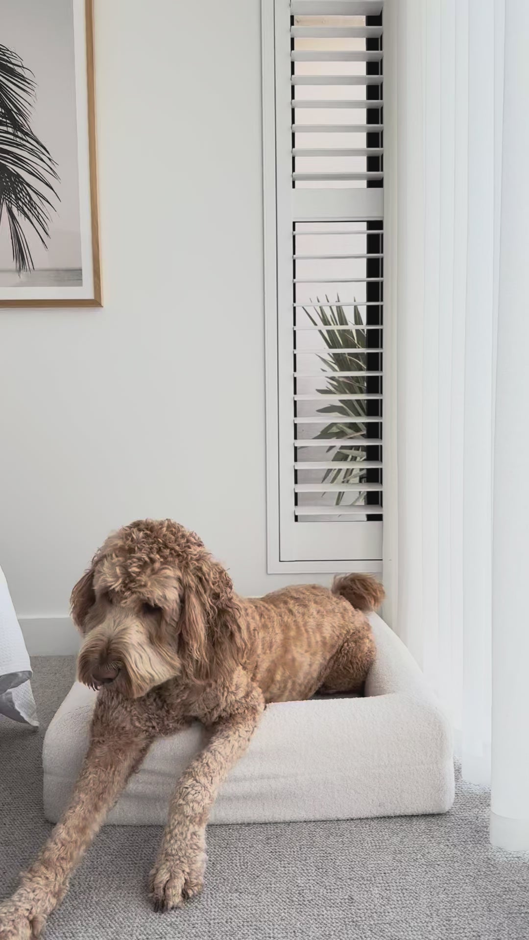 Classic Rectangular Dog Bed